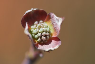 Cornus florida 'Cherokee Chief' - dřín květnatý - detail poupat